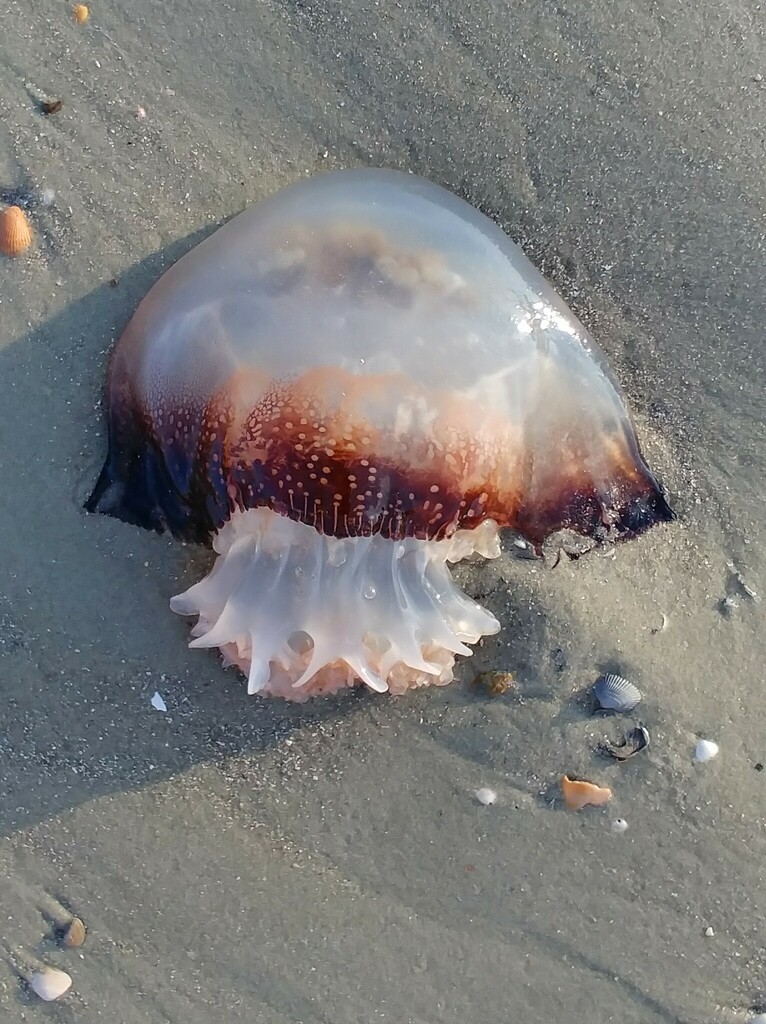 Cannonball Jelly from Chatham County, GA, USA on May 29, 2020 at 0721