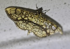 Haritalodes obliqualis