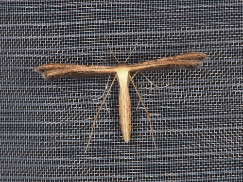 Pterophoridae image
