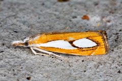 Catoptria pinella