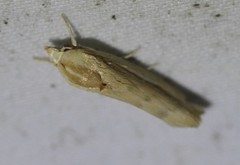 Earias huegeliana