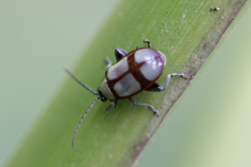 Omophoita equestris from Santa Maria RS, Brasil on March 19, 2023 at