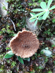Inocybe hystrix