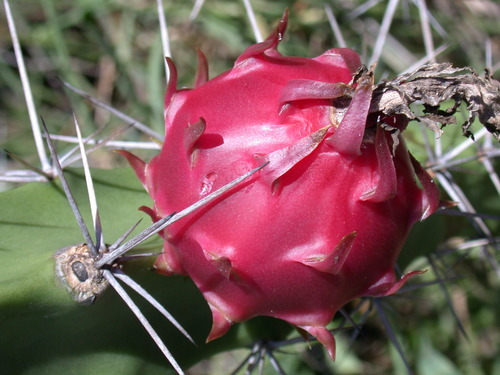 Harrisia bonplandii observed 2003-10-17