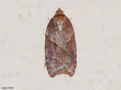 Acleris celiana