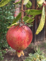 Leptoglossus zonatus
