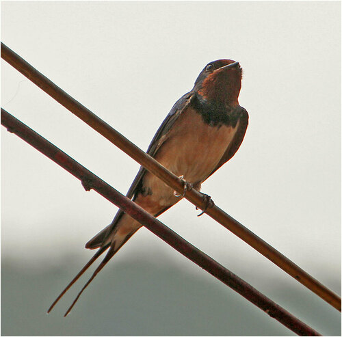 Barn Swallow