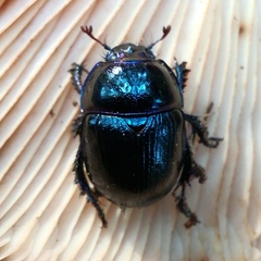 Anoplotrupes stercorosus