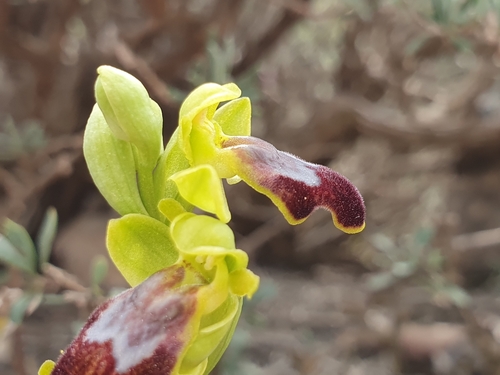 Image of Ophrys bilunulata by (c) Mehdi Chetibi, some rights reserved (CC BY)