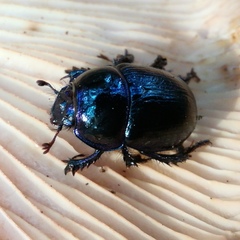 Anoplotrupes stercorosus