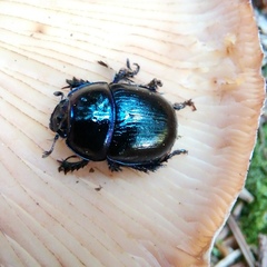 Anoplotrupes stercorosus