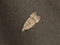 Anacampsis