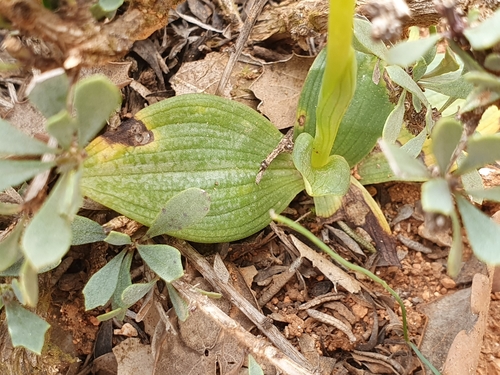 Image of Ophrys bilunulata by (c) Mehdi Chetibi, some rights reserved (CC BY)