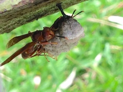 Polistes simillimus