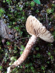 Inocybe hystrix