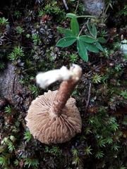 Inocybe hystrix