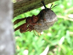 Polistes simillimus