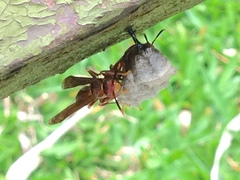 Polistes simillimus