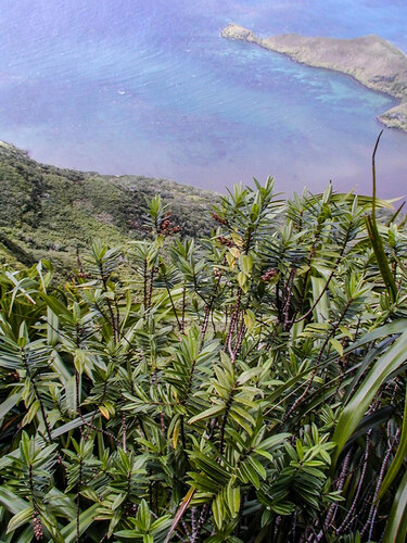 Veronica rapensis