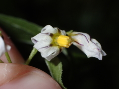 Solanum villosum image