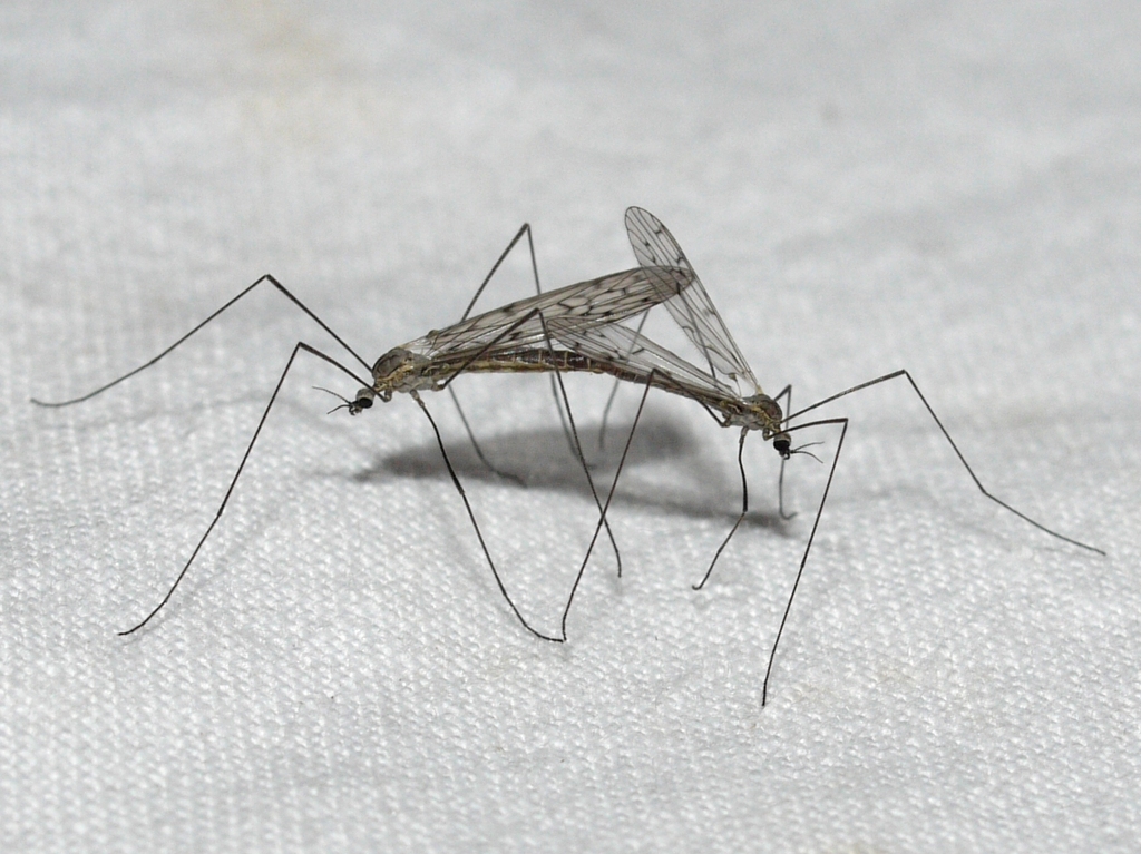 Crane fly