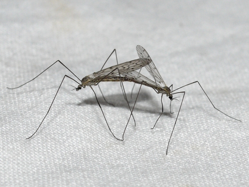 Crane fly