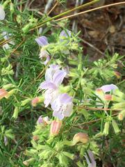 Conradina grandiflora image