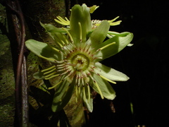 Passiflora rovirosae