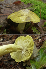 Tricholoma