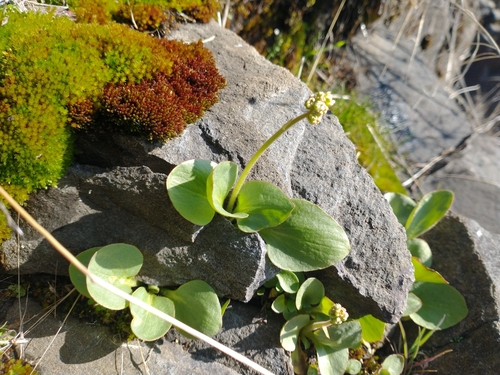 Micranthes fragosa (Micranthes fragosa)