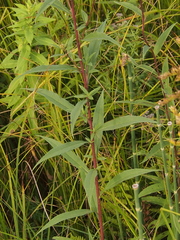 Helianthus occidentalis