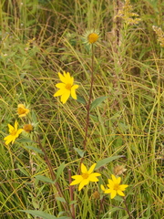 Helianthus occidentalis