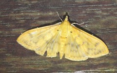 Patania balteata