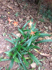 Hippeastrum striatum