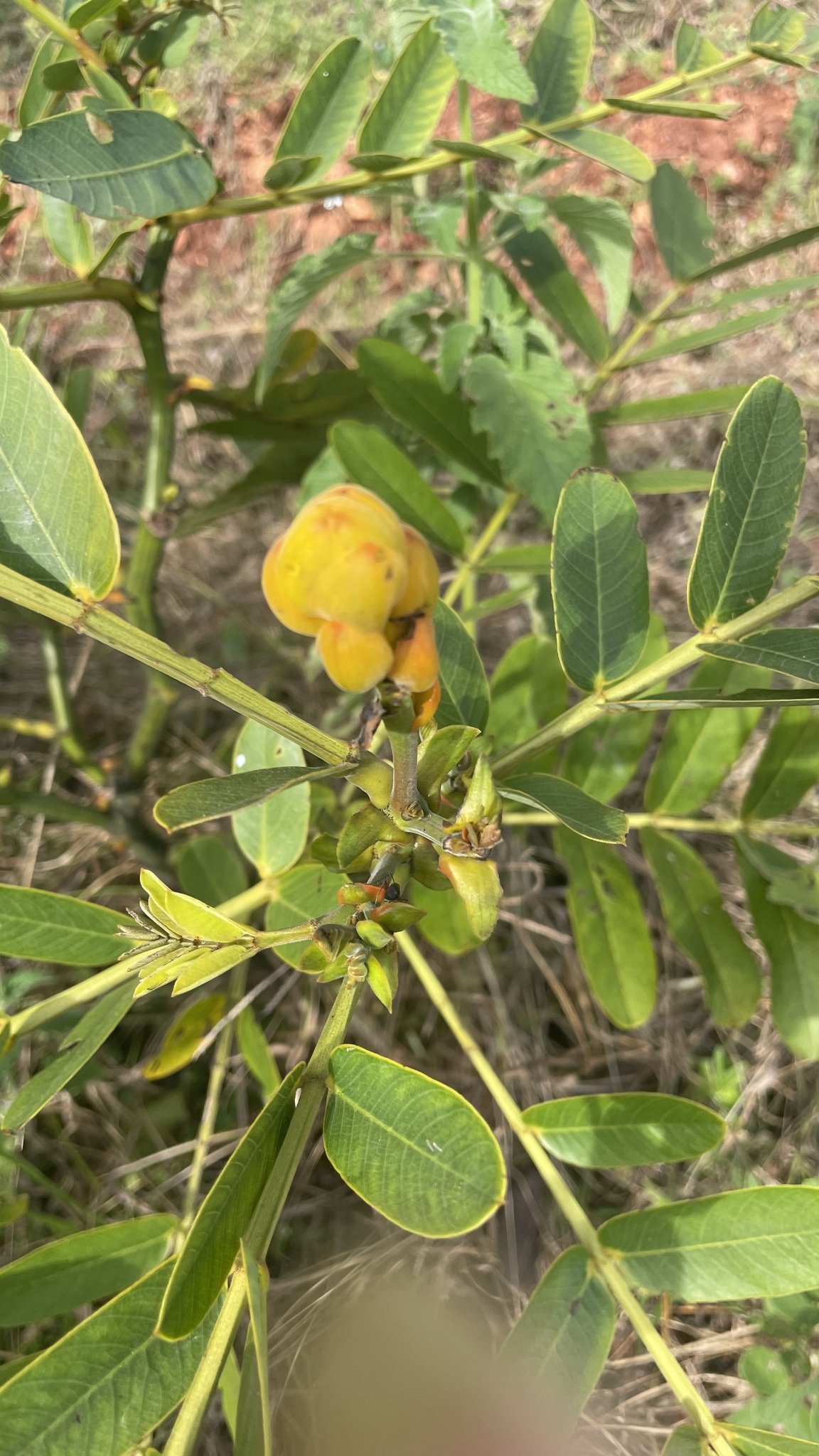 Senna alata