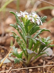 Iberis odorata image