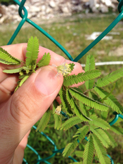 Mimosa tarda