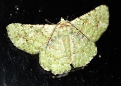 Aeolochroma viridicata