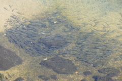 Dicentrarchus punctatus