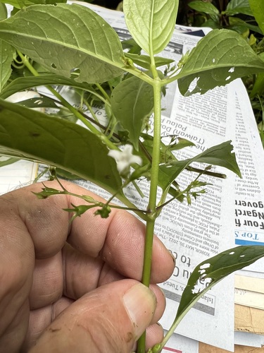 Hedyotis divaricata observed 2022-06-22