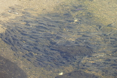 Dicentrarchus punctatus