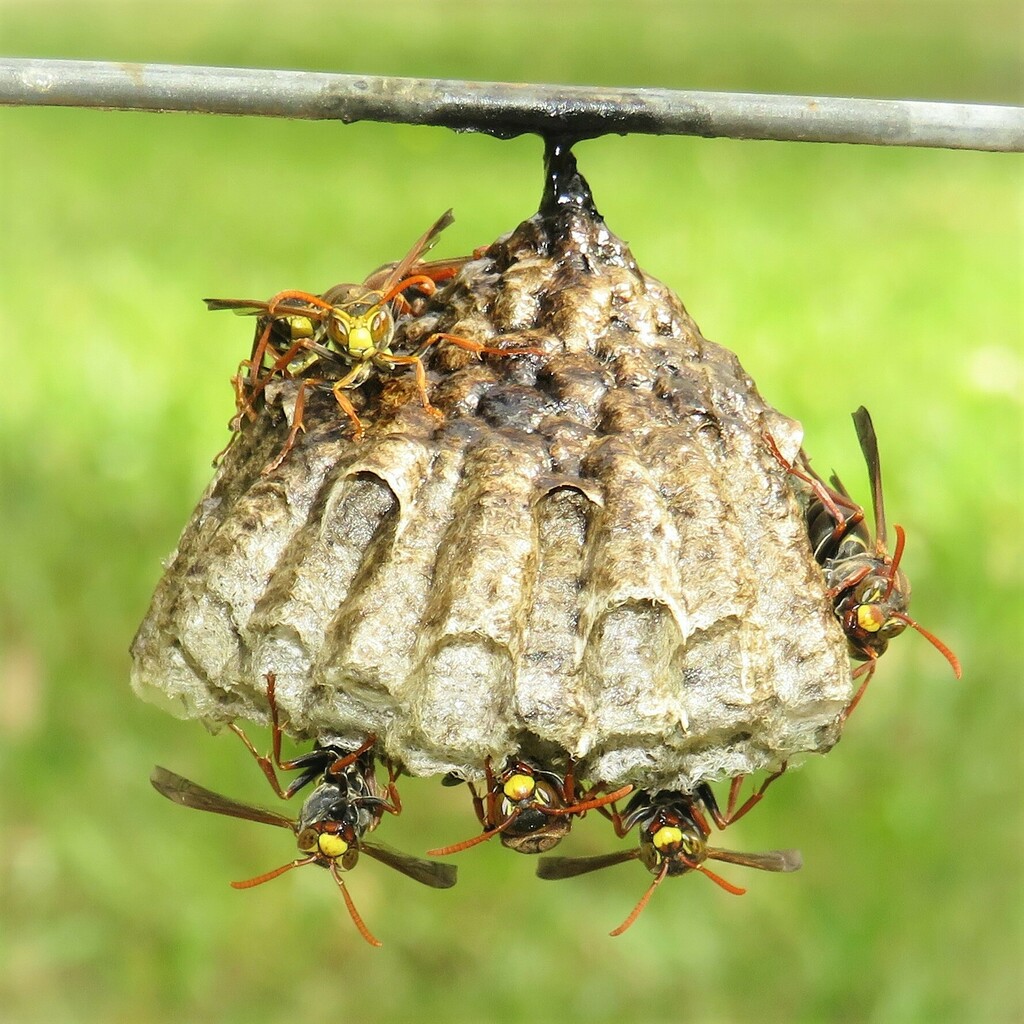 Australian Paper Wasp from Wallaga Lake NSW 2546, Australia on March 19 ...
