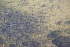 Dicentrarchus punctatus