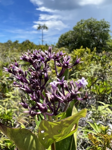 Hedyotis korrorensis observed 2022-06-19