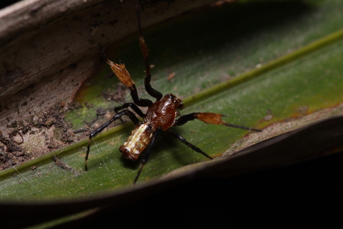 Alpaida truncata