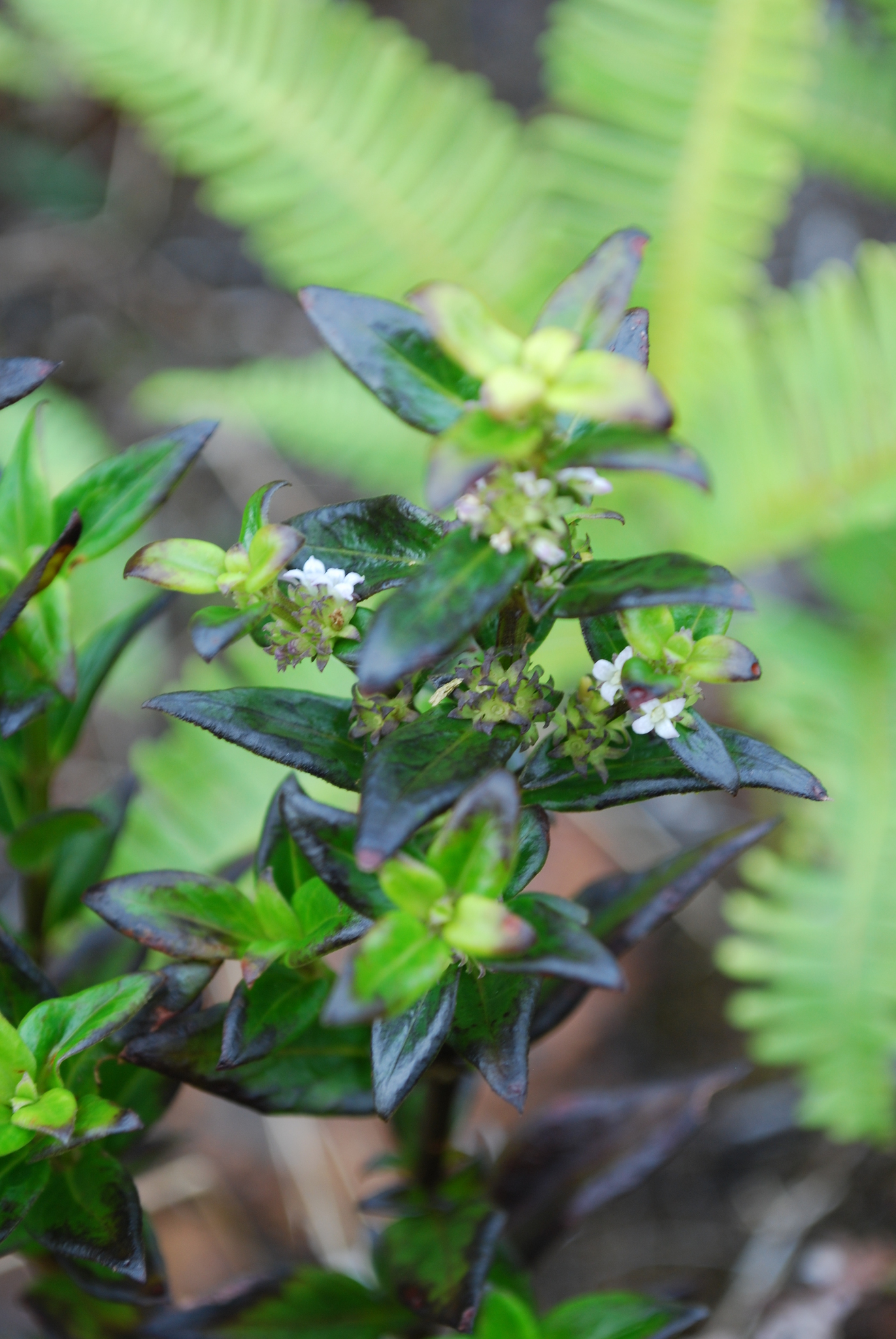 Hedyotis ponapensis