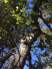 Quercus × ganderi
