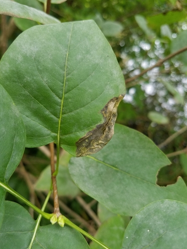 Lilac Leafminer Moth