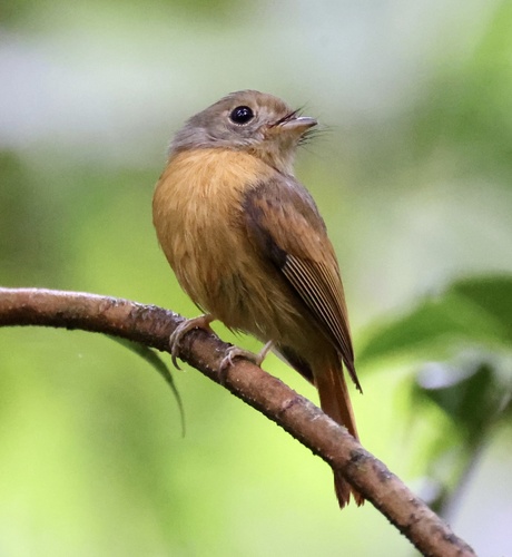 Terenotriccus erythrurus (Cabanis, 1847)