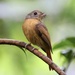 Ruddy-tailed Flycatcher - Photo (c) Cheryl Rosenfeld, some rights reserved (CC BY-NC), uploaded by Cheryl Rosenfeld